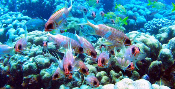 Colorful aquatic scene with Squirrelfish and Grunts hovering over a reef.