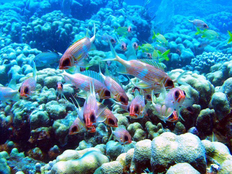 Colorful aquatic scene with Squirrelfish and Grunts hovering over a reef.