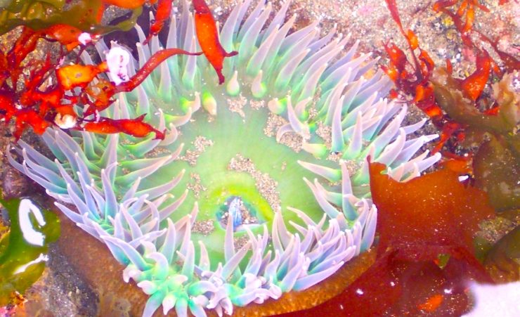 A giant green anemonen in a tidpool.