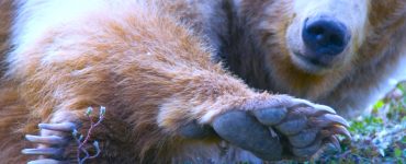 Closeup of a grizzly bear