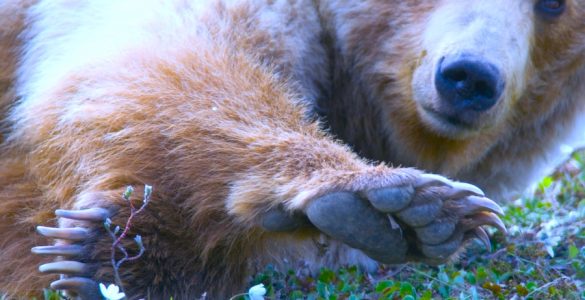Closeup of a grizzly bear