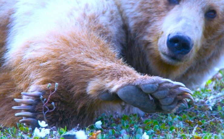 Closeup of a grizzly bear