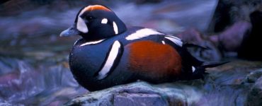 A colorful duck sitting on a rock in the middle of a mountain stream.