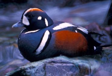 A colorful duck sitting on a rock in the middle of a mountain stream.