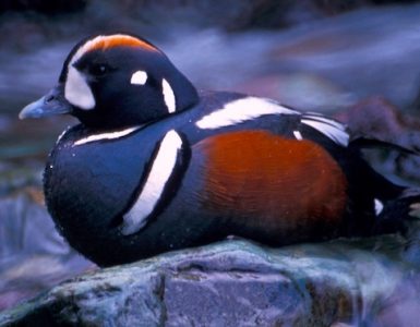 A colorful duck sitting on a rock in the middle of a mountain stream.