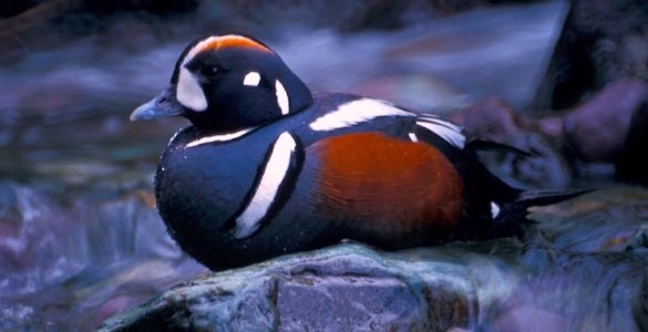 A colorful duck sitting on a rock in the middle of a mountain stream.