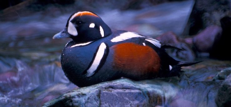 A colorful duck sitting on a rock in the middle of a mountain stream.