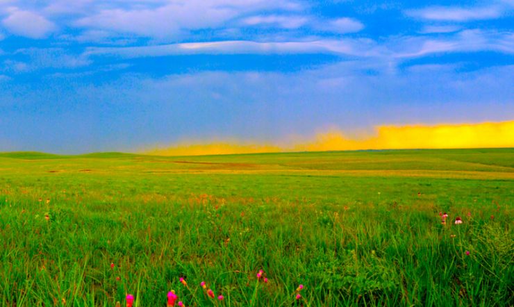 Rain clouds in sky and large field of tallgrass and wildflowers in foreground