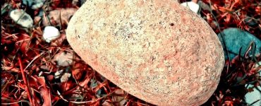 A rock on a bed of red leaves.