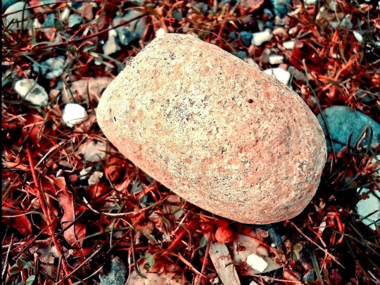 A rock on a bed of red leaves.