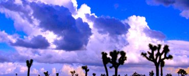 Fluffy clouds over a desert landscape with joshua trees at dusk.