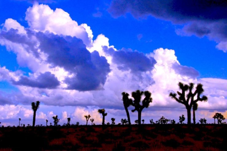 Fluffy clouds over a desert landscape with joshua trees at dusk.
