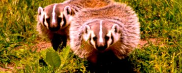 Two brown and white badgers on green grass.