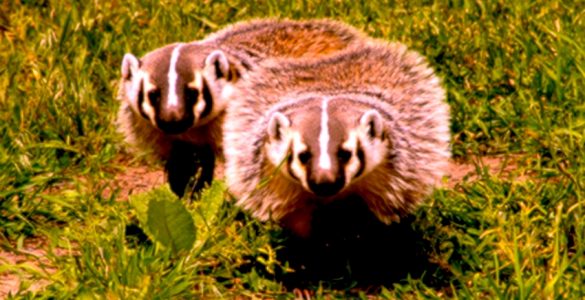 Two brown and white badgers on green grass.