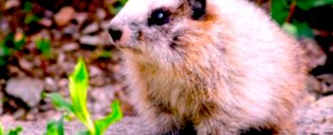 A baby marmot sitting on the ground next to a green plant.