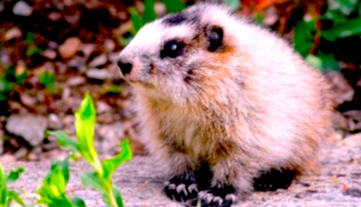 A baby marmot sitting on the ground next to a green plant.