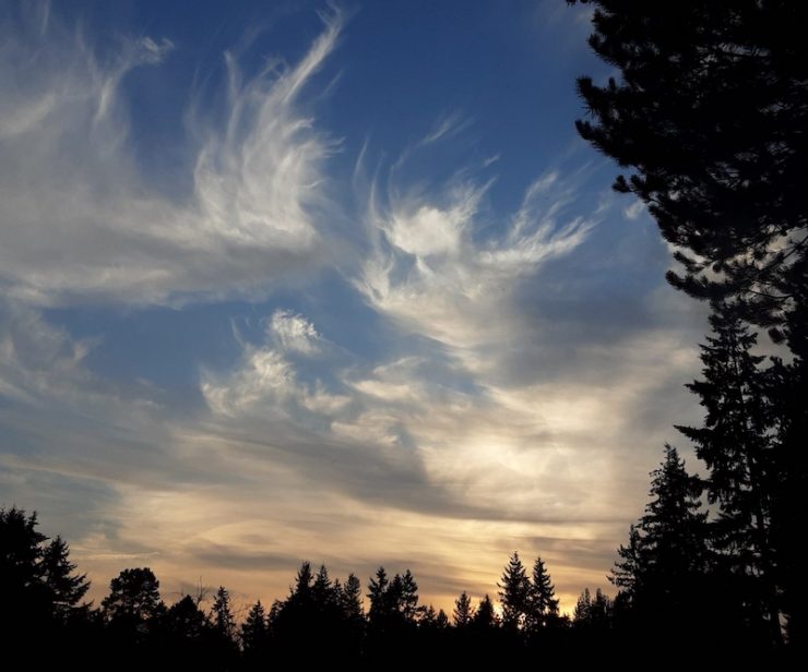Swirly white clouds above trees at dusk.