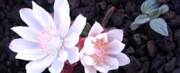Close up of white bitterroot flowers with a vague pink tinge, growing in lava rock.
