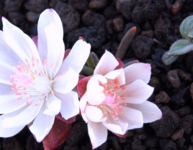 Close up of white bitterroot flowers with a vague pink tinge, growing in lava rock.