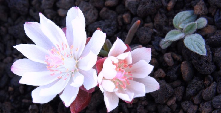 Close up of white bitterroot flowers with a vague pink tinge, growing in lava rock.