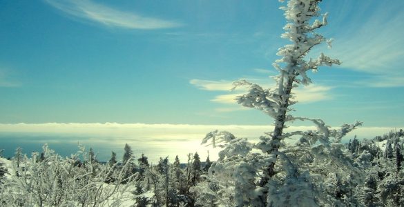 A winter landscape, with evergreen trees covered in snow and ice. The ground is snow covered. There are some clouds in the sky, but it is mostly blue, on a sunny day. The ground slopes downward.
