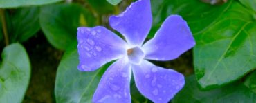 A purple Periwinkle flower with dew drops, on a background of green leaves.