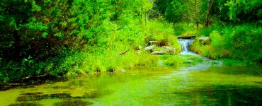 A short waterfall emptying into a green pond. The pond is surrounded by greenery.