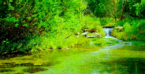 A short waterfall emptying into a green pond. The pond is surrounded by greenery.