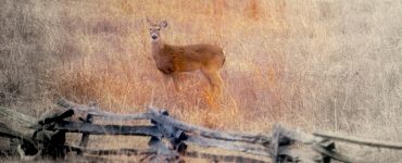 A brown deer looking at the photographer in a field of tall brown grass. The deer is next to a wooden split-row fence.
