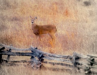 A brown deer looking at the photographer in a field of tall brown grass. The deer is next to a wooden split-row fence.