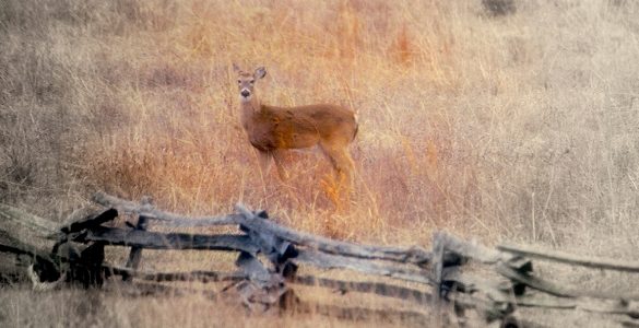 A brown deer looking at the photographer in a field of tall brown grass. The deer is next to a wooden split-row fence.
