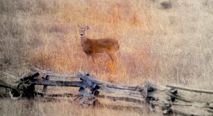 A brown deer looking at the photographer in a field of tall brown grass. The deer is next to a wooden split-row fence.