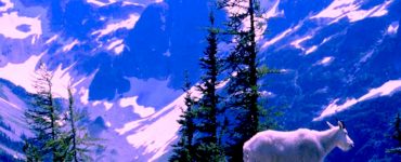 Two white mountain goats in the foreground are standing above a steep vegetated decline with sparse evergreen trees. A large snow covered valley is below, and tall, rocky mountains, some too steep to hold snow, are in the background. The sky is light blue.