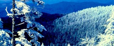 A snowy mountain range with frost covered Hoar Trees in the foreground. The sky is blue.