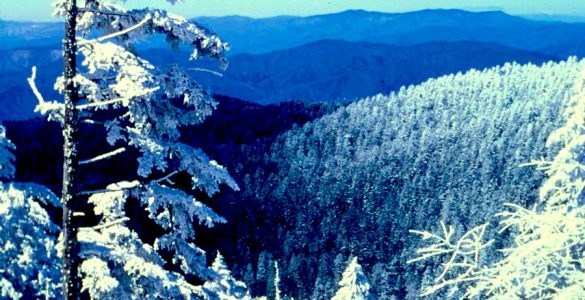 A snowy mountain range with frost covered Hoar Trees in the foreground. The sky is blue.
