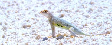A white lizard with a light yellow stripe, on a broken white surface.