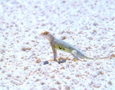 A white lizard with a light yellow stripe, on a broken white surface.