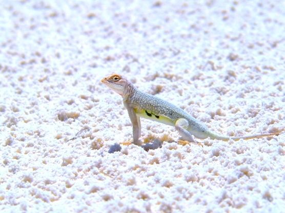 A white lizard with a light yellow stripe, on a broken white surface.