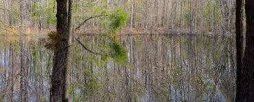 A pond surrounded by trees, likely in the late winter, as there are no leaves on the non-evergreen trees. A single pine tree stands in the foreground. A reflection of the entire forest is seen in the water of the pond.