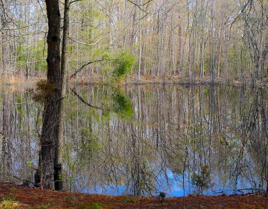 A pond surrounded by trees, likely in the late winter, as there are no leaves on the non-evergreen trees. A single pine tree stands in the foreground. A reflection of the entire forest is seen in the water of the pond.