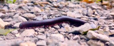 A black millipede walking on a stone gravel surface.