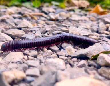 A black millipede walking on a stone gravel surface.