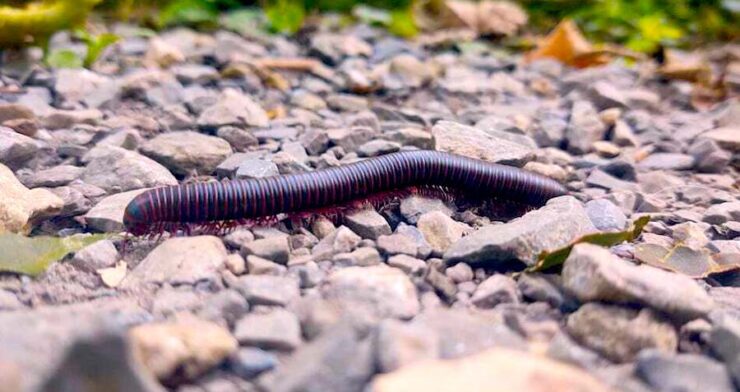 A black millipede walking on a stone gravel surface.