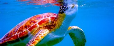 As viewed from below the water surface, a green turtle peaks it's head above the water for air. The tutle is brown, green and white. The water is vivid blue.