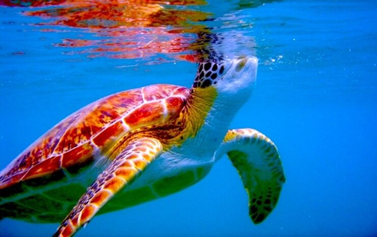 As viewed from below the water surface, a green turtle peaks it's head above the water for air. The tutle is brown, green and white. The water is vivid blue.
