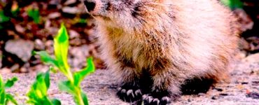 A baby marmot, largely with white fur, and brown eyes, ears, nose and toes. There is some greenery in the foreground, and brown and green foliage in the out-of-focus background.