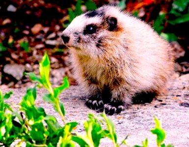 A baby marmot, largely with white fur, and brown eyes, ears, nose and toes. There is some greenery in the foreground, and brown and green foliage in the out-of-focus background.