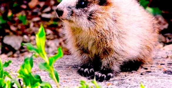 A baby marmot, largely with white fur, and brown eyes, ears, nose and toes. There is some greenery in the foreground, and brown and green foliage in the out-of-focus background.