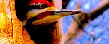 A woodpecker's head peering out the woodpecker's hole in a tree. The woodpecker has a red forehead with brown stripes. The background is our of focus, with brown branches and some blue sky.