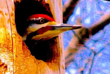 A woodpecker's head peering out the woodpecker's hole in a tree. The woodpecker has a red forehead with brown stripes. The background is our of focus, with brown branches and some blue sky.